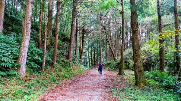 油羅山(一上三下)2959191