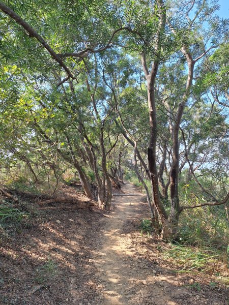 大肚環保公園步道+大尖山+萬里長城步道萬里長城步道202512072956504