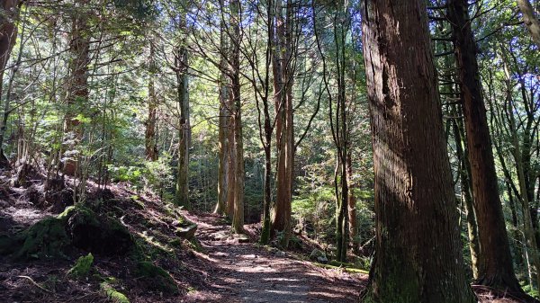 榛山景觀平台2918098