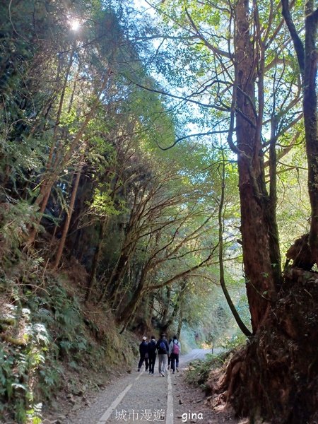 【嘉義阿里山鄉】遠離塵世走入山林芬多精。 特富野古道~自忠至特富野 (往返)2484546