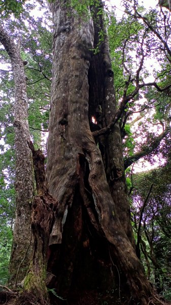 塔曼山：新北市第一高峰之樹的國度1860935