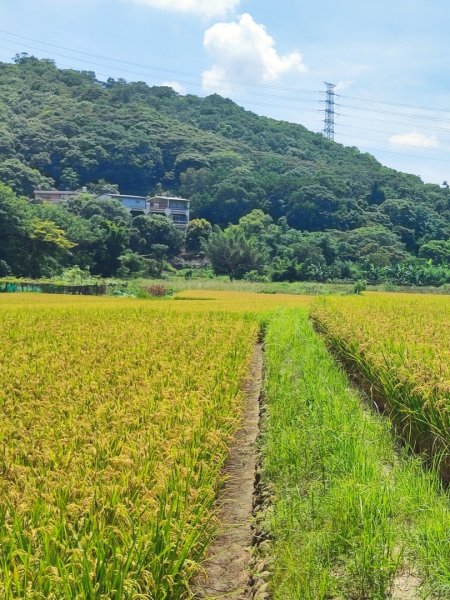中坑荷花楓樹稻田3078855