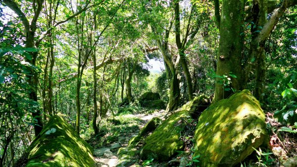 微笑山線烘爐地土地公段2860666