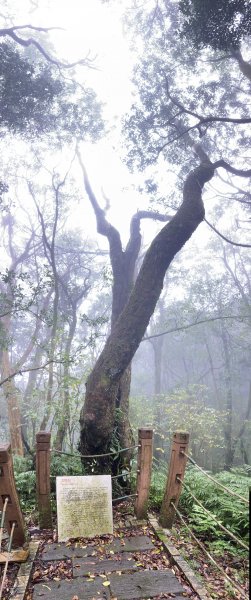 尋覓雨霧中的獅子|獅仔頭山|Mt.Shizaitou|隘勇線|峯花雪月2384994