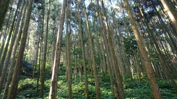 滿滿仙氣的向天湖山1107039