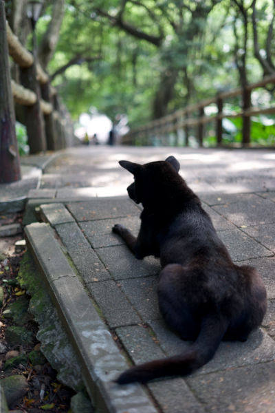 虎頭山步道942791