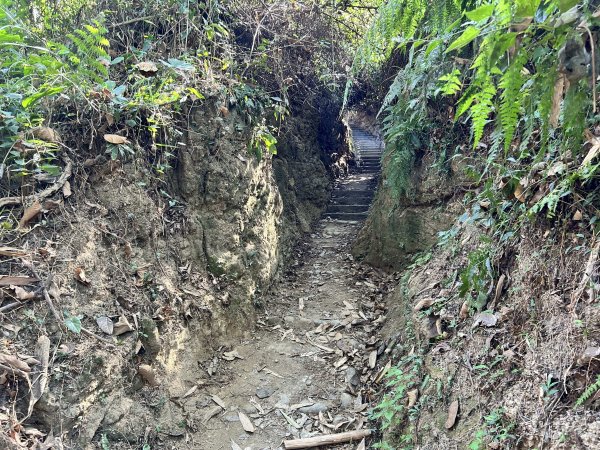 龍過脈森林步道2969787