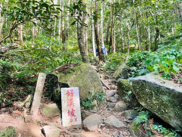 【內鳥嘴山】金黃色山毛櫸1202580