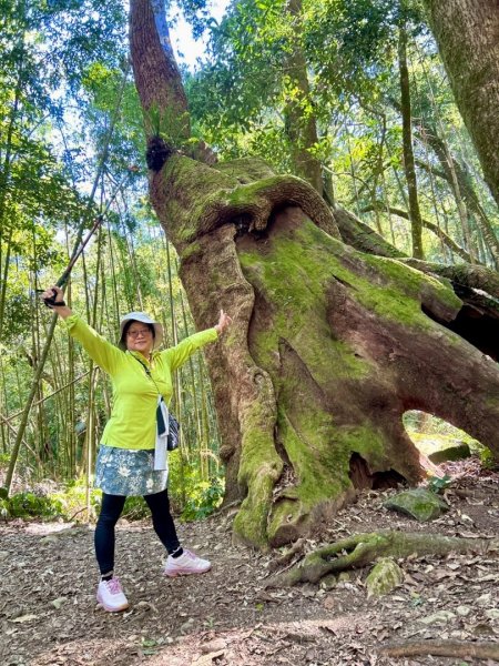 九穹神木 左訪嘉南雲峰 右到好望角看風景上石壁山(小百岳#55)2944815