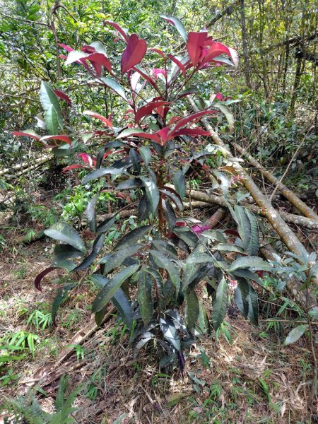石盤坑 墘溪 橫屏山西峰 橫屏山2890701