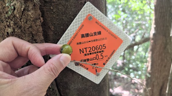 風和日麗來去烏來三山享受森林芬多精2984344