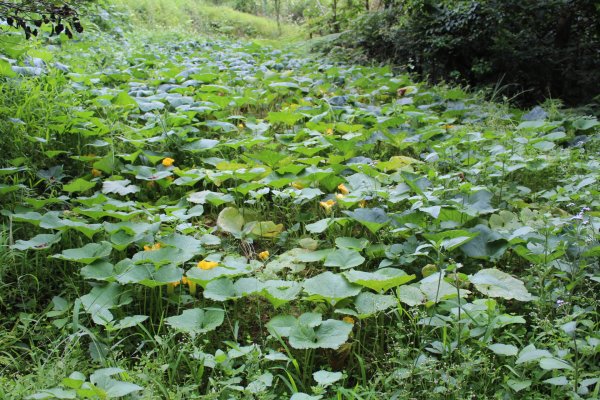 淡蘭南路獵狸尖步道1002663