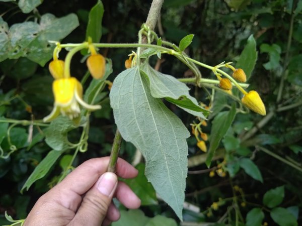 回歸自然的杜仔湖步道上雙子山2677784