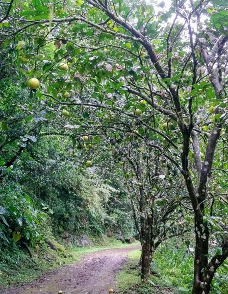 璀璨百年淡蘭古道～中坑古道、崩山坑古道、柑腳山O走1113332