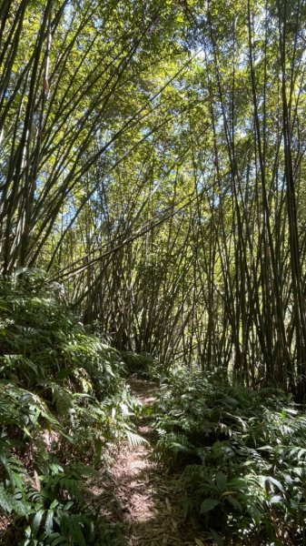 大溪打鐵寮古道白石埤線上白石山2633764