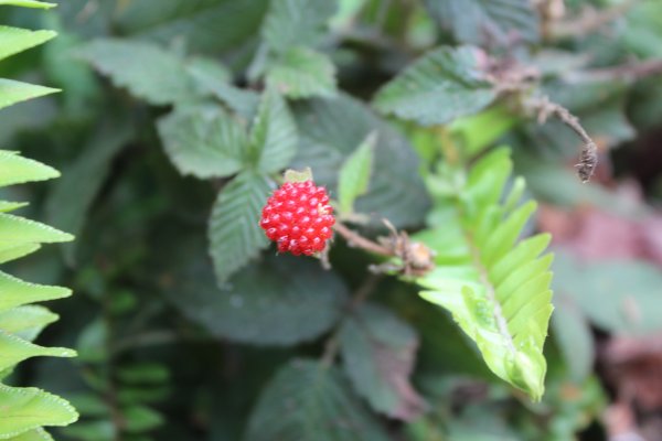 20210417雲林後棟仔山大尖二尖山1358945