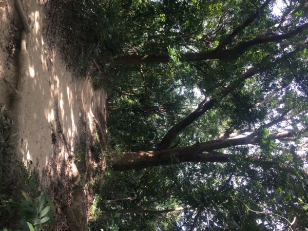 中興林場後山（鑰匙🔑認領2700411