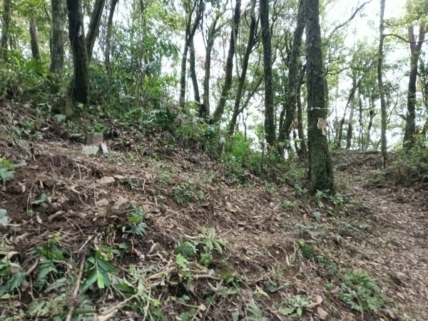 雙溪區打鐵寮山-鶯子嶺-坪溪山-烏山63號-烏山越嶺古道(坪溪山北峰)P字走3023725