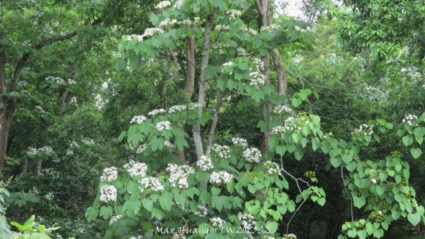 《苗栗》桐花茶園｜四月雪小徑登慈濟山三義山202504272771193