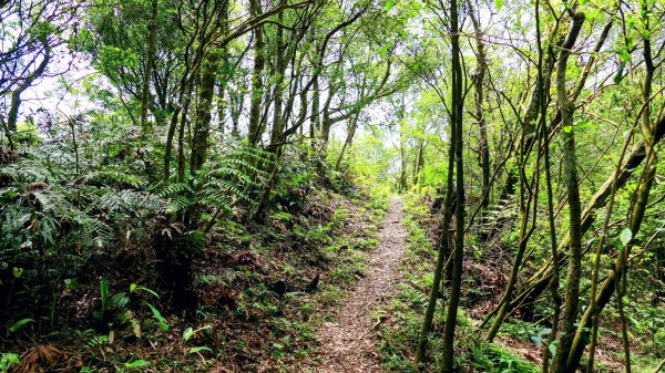 石碇大崙,人頭面山,獅公髻尾山2800433