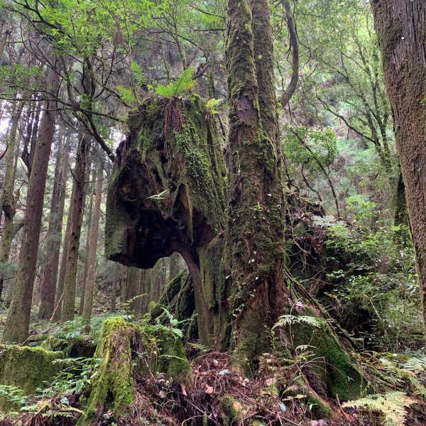 20200特富野，東水山，兒玉山O型縱走1064303