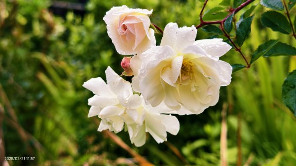 #十八份拐圳步道 #墨染櫻 2/212717185