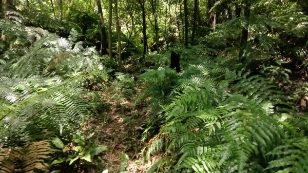 基隆市石象山-石獅山Y字走3116674
