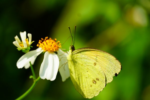 埔里彩蝶瀑布之國姓鄉眉冷山及糯米橋1466163