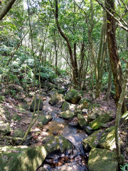 大崙頭尾親山步道走往大溝溪親水公園1430964