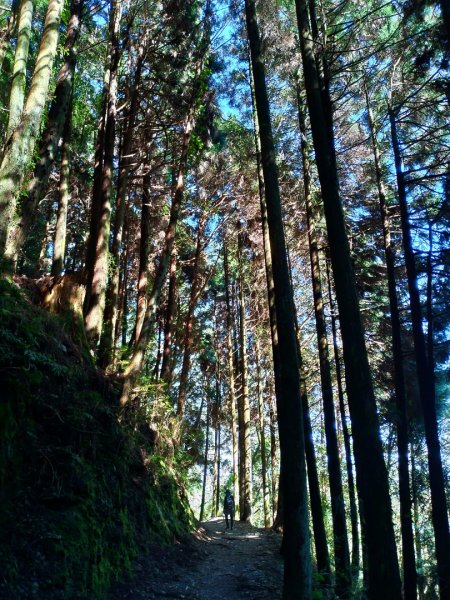 檜山巨木群步道1662860