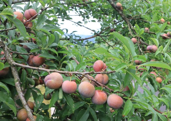 崩山大崙-石碇大崙2799078