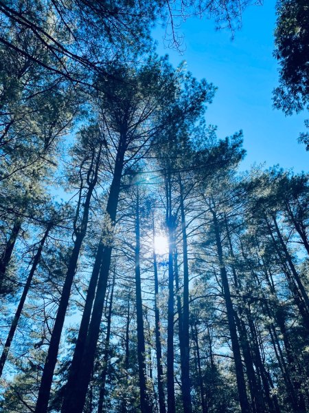 20241230 大雪山神木步道2745383