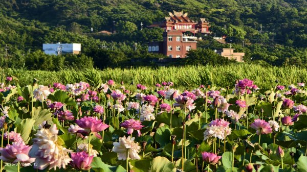 天龍國阿伯的日常-雲山水花鳥蝶 #日出 #牡丹蓮 #香水蓮 #手機拍攝 賞蝶趣 7/42826984