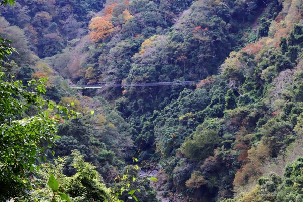 【戀戀楓紅】霞喀羅賞楓行2675620