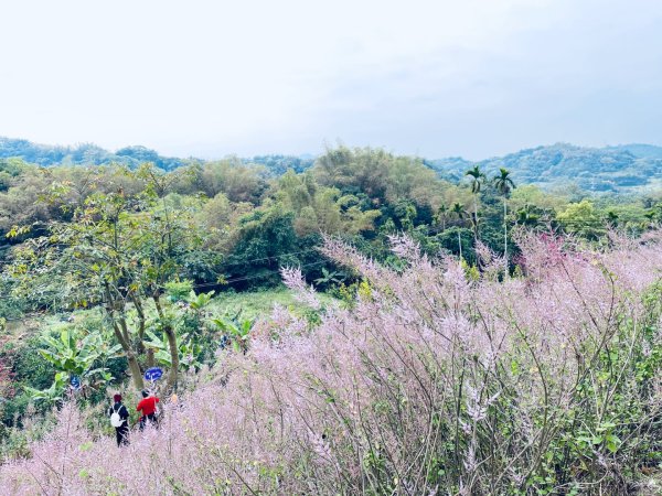 20250224 南投粉紅山丘麝香木秘境2743805