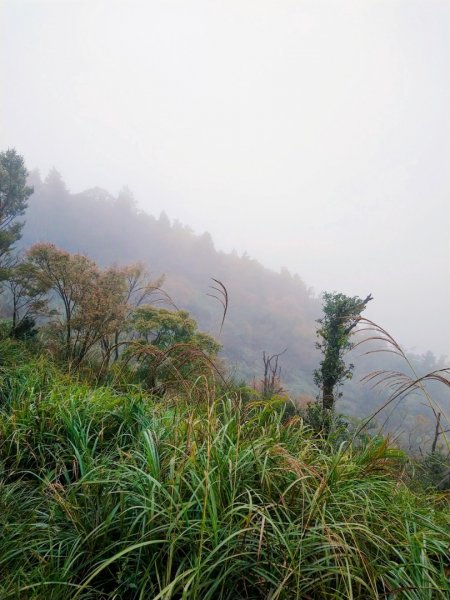 一年一度的饗宴～浪漫金黃之秋山毛櫸1146013