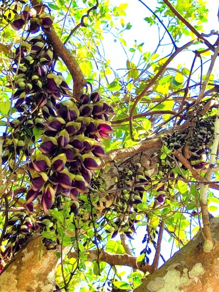 血籐大亂鬥3015545