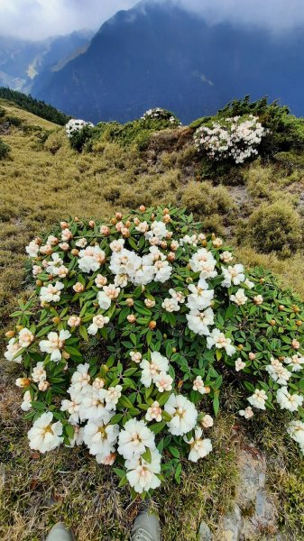 《南投》高山杜鵑盛宴｜哈哈山、石門山北峰202104181353355