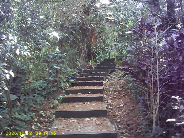 石岡區挑物古道+九房里古道O繞3133652