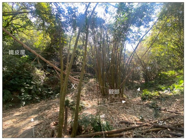 后里 七星山 新發現基石2990046