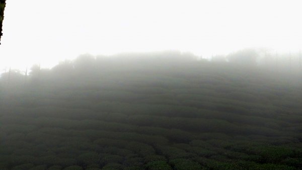 【梨子腳山】2019/11/02720203