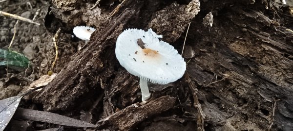 2025/11/02_大崎棟古道+騎龍古道+逃學步道2929063