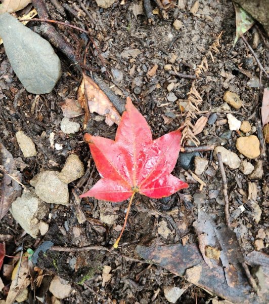 【中級山】谷關七雄八仙山2745075