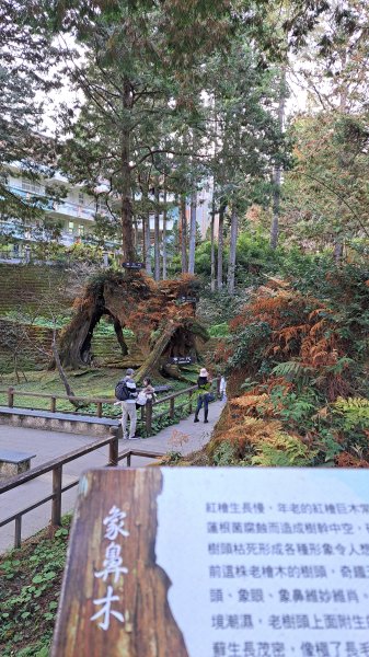 阿里山眠月線2972764