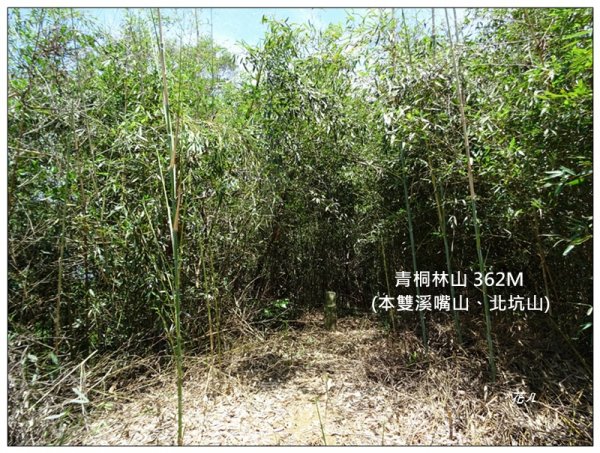 青桐林山(本雙溪嘴山、北坑山)1718481