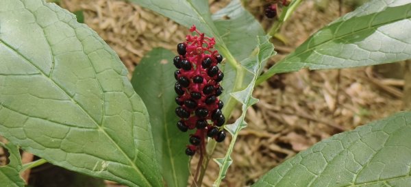 2025/07/06_金牌縱走(觀音洞出發小O型)2829098