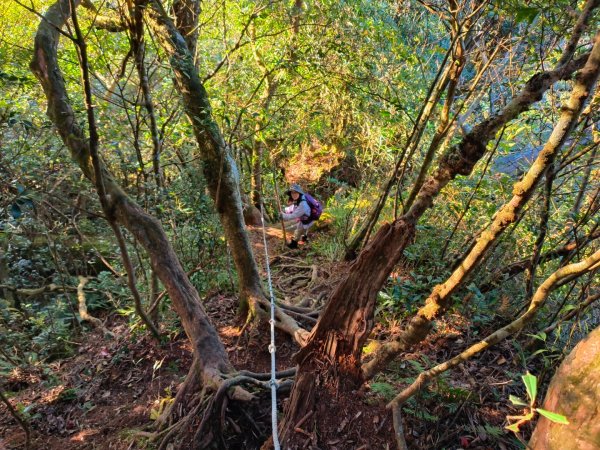 1121125 鳥嘴山縱走貴妃山2363994