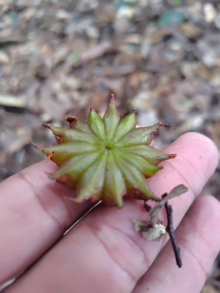 長壽山、肥崠山、醜崠山、大崠山、大崠山經建版2931954