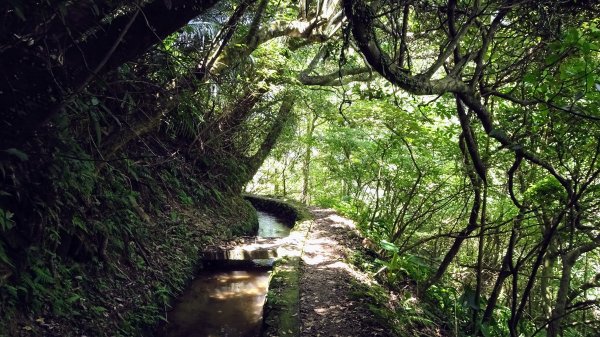 大崎頭梯田,坪頂古圳2208636