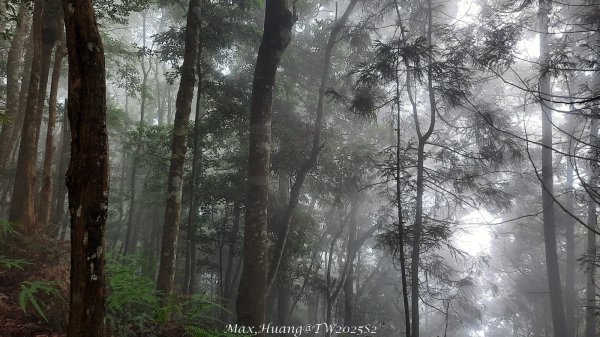 《台中》優美稜線｜橫嶺山自然步道（大雪山社區南登山口）202505312800216